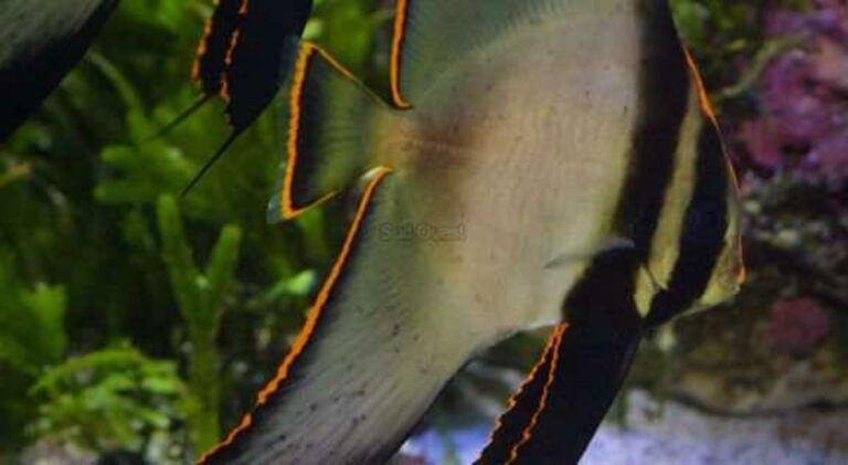 Comment s’appelle le poisson blanc ? Comment s'appelle le poisson blanc ?