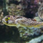 Comment s'appelle le poisson qui se gonfle ?