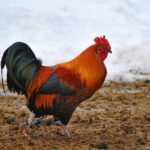 Comment s'appelle le truc rouge des coq ?