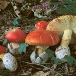 Comment s'appelle les lamelles des champignons ?