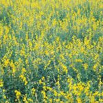 Comment s'appellent les fleurs jaunes des champs ?