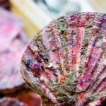 Comment s'appellent les petites coquilles St-jacques ?