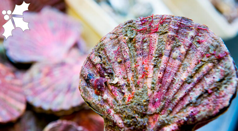 Comment s'appellent les petites coquilles St-jacques ?