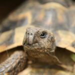 Comment savoir l'âge d'une huître ?