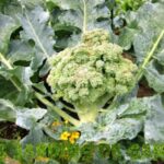 Comment savoir quand récolter les brocolis ?