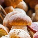 Comment savoir quand un champignon est périmé ?