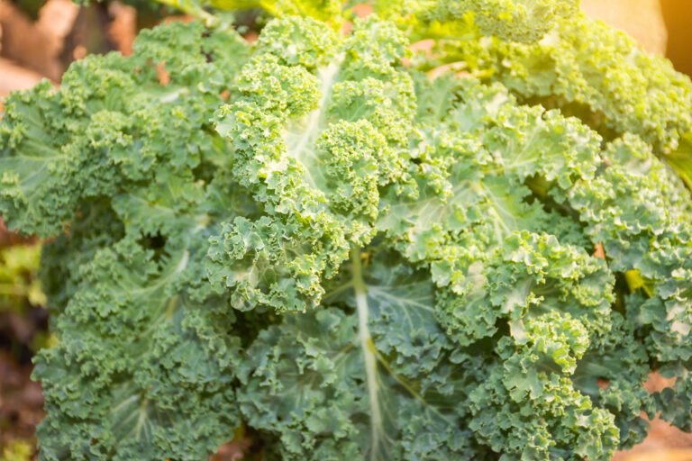 Comment savoir que les petits pois sont mûrs ? Comment savoir que les petits pois sont mûrs ?