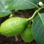 Comment savoir si c'est un citronnier vert ou jaune ?