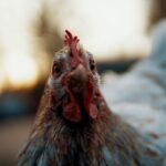 Comment savoir si la poule est cuite ou pas ?