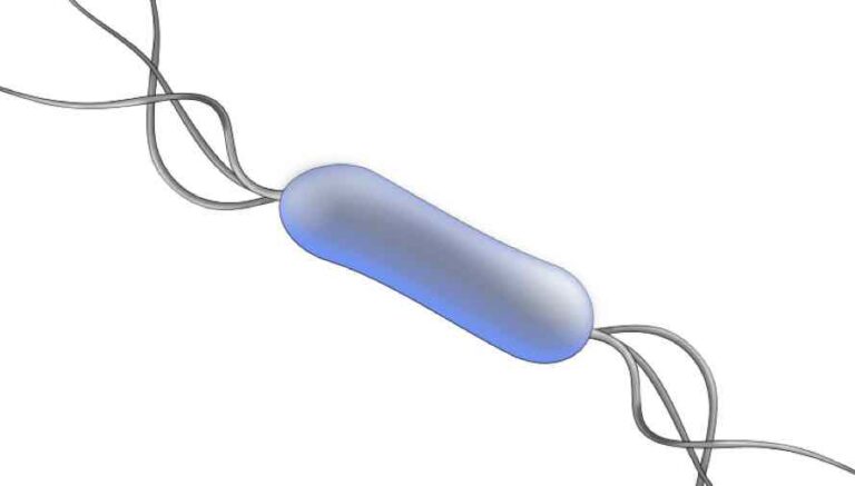 Comment savoir si le fœtus à la listériose ?