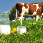 Comment savoir si le lait entier est pasteurisé ?