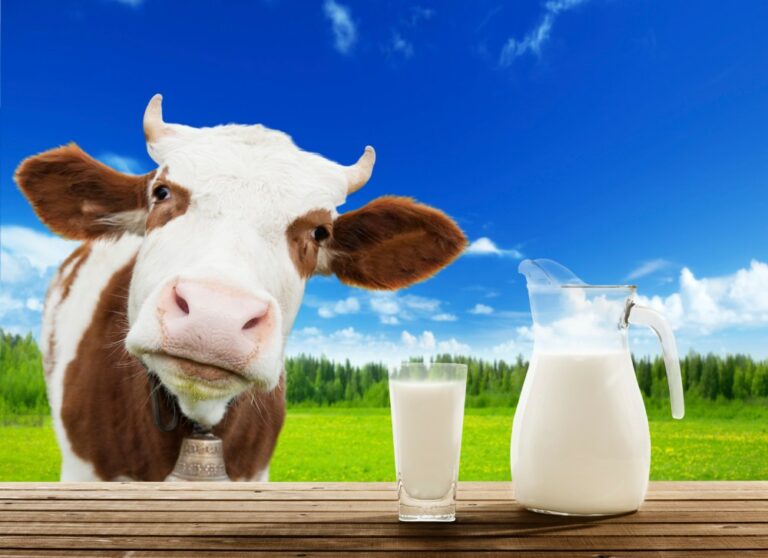 Comment savoir si le lait est UHT ? Comment savoir si le lait est UHT ?