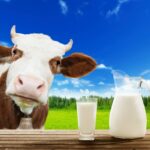 Comment savoir si le lait est UHT ?