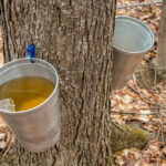 Comment savoir si le sirop d'érable est prêt ?