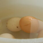 Comment savoir si le yaourt est pasteurisé ?