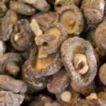 Comment savoir si les cèpes sont encore bons ?