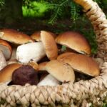 Comment savoir si les champignons sont cuits ?