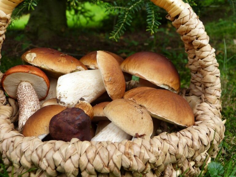 Comment savoir si les champignons sont cuits ? Comment savoir si les champignons sont cuits ?
