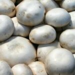 Comment savoir si les champignons sont frais ?