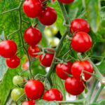 Comment savoir si les concombres sont mûrs ?