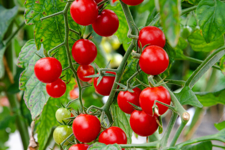 Comment savoir si les concombres sont mûrs ?