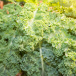 Comment savoir si mes petits pois sont encore bon ?