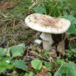 Comment savoir si on a un champignon sur la peau ?
