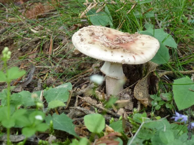 Comment savoir si on a un champignon sur la peau ?
