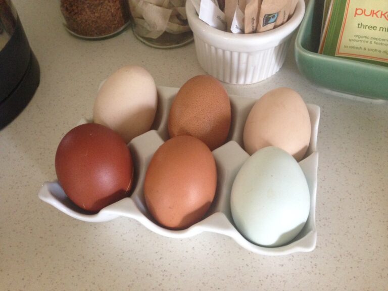 Comment savoir si on peut manger un œuf à la coque ?