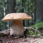 Comment savoir si un cèpe est comestible ?