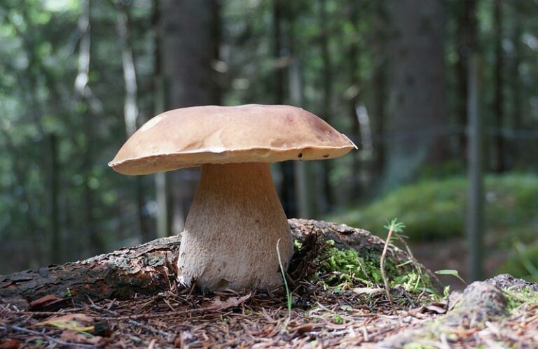 Comment savoir si un cèpe est comestible ?