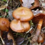 Comment savoir si un champignon est comestible ?