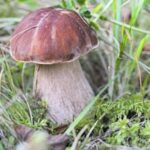 Comment savoir si un champignon est comestible ou non ?