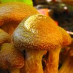 Comment savoir si un champignon est mortel ?