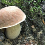 Comment savoir si un champignon est pourri ?