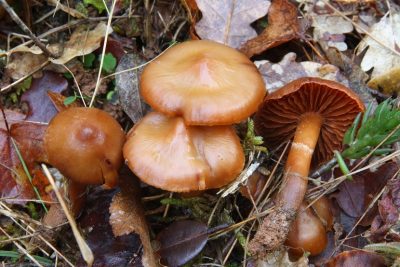 Comment savoir si un champignon est toxique ? Comment savoir si un champignon est toxique ?