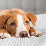 Comment savoir si un chêne est malade ?