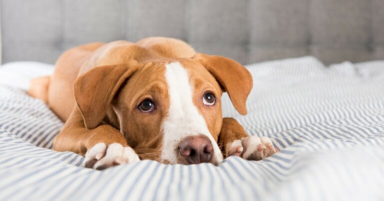Comment savoir si un chêne est malade ? Comment savoir si un chêne est malade ?
