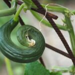 Comment savoir si un concombre est bon à cueillir ?