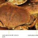 Comment savoir si un crabe est plein ?