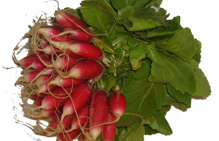 Comment savoir si un radis noir est bon ?