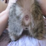 Comment savoir si une araignée est une femelle ou un mâle ?