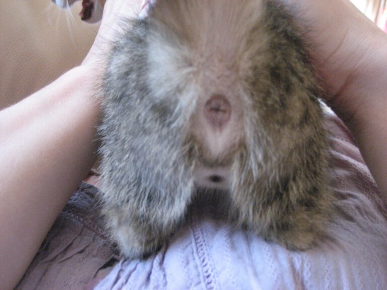 Comment savoir si une araignée est une femelle ou un mâle ? Comment savoir si une araignée est une femelle ou un mâle ?