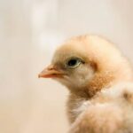 Comment savoir si une caille est mâle ou femelle ?