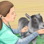 Comment savoir si une chèvre s'ennuie ?