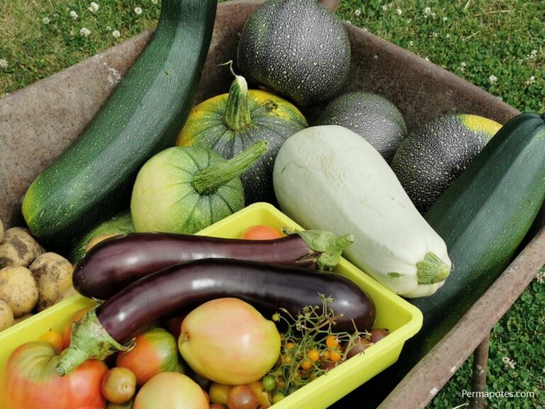 Comment savoir si une courgette est trop mûre ?