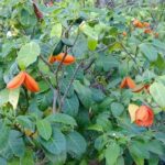 Comment savoir si une fleur est comestible ?