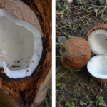 Comment savoir si une noix est pourrie ?