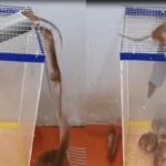 Comment se boit le chouchen ?