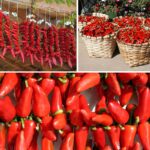 Comment se consomme le piment d'Espelette ?